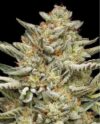 OG Triploid Autoflower Seeds by Humboldt Seed Company