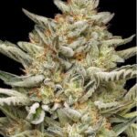 OG Triploid Autoflower Seeds by Humboldt Seed Company