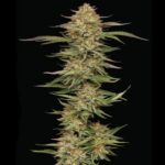 Orange Creampop Feminized Seeds by Humboldt Seed Company