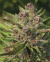 P.P.D Feminized Seeds by Humboldt Seed Company