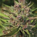 P.P.D Feminized Seeds by Humboldt Seed Company