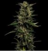 Pistachio Feminized Seeds by Humboldt Seed Company