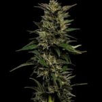 Pistachio Feminized Seeds by Humboldt Seed Company