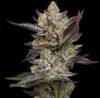 Poddy Mouth Feminized Seeds by Humboldt Seed Company