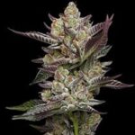 Poddy Mouth Feminized Seeds by Humboldt Seed Company