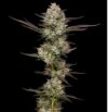 Puff Pastry Feminized Seeds by Humboldt Seed Company