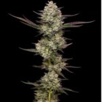 Puff Pastry Feminized Seeds by Humboldt Seed Company