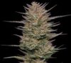 Raspberry Parfait Feminized Seeds by Humboldt Seed Company