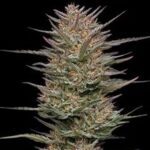 Raspberry Parfait Feminized Seeds by Humboldt Seed Company