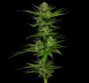 Slightly Stoopid Fruits Feminized Seeds by Humboldt Seed Company