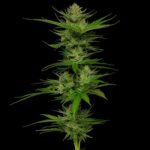 Slightly Stoopid Fruits Feminized Seeds by Humboldt Seed Company