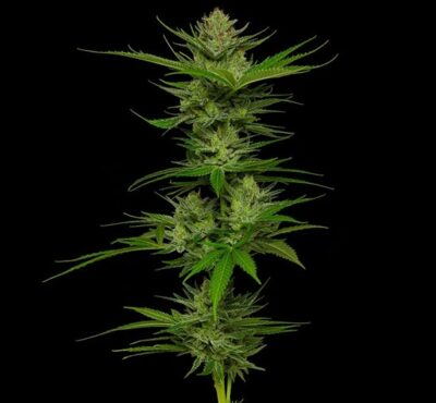 Slightly Stoopid Fruits Feminized Seeds by Humboldt Seed Company - Image 3