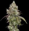 Vanilla Frosting Feminized Seeds by Humboldt Seed Company