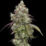 Vanilla Frosting Feminized Seeds by Humboldt Seed Company