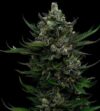 All Gas OG Feminized Seeds by Humboldt Seed Company