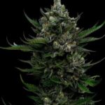 All Gas OG Feminized Seeds by Humboldt Seed Company
