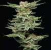 Blueberry Muffin Feminized Seeds by Humboldt Seed Company
