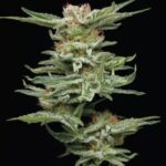 Blueberry Muffin Feminized Seeds by Humboldt Seed Company