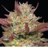 Blueberry Pancakes Feminized Seeds by Humboldt Seed Company