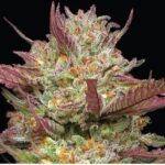Blueberry Pancakes Feminized Seeds by Humboldt Seed Company