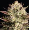 California Octane Feminized Seeds by Humboldt Seed Company