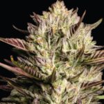 California Octane Feminized Seeds by Humboldt Seed Company