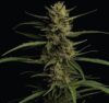 Caribbean Queen Feminized Seeds by Humboldt Seed Company