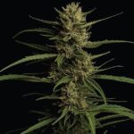 Caribbean Queen Feminized Seeds by Humboldt Seed Company