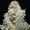 Farmer’s Daughter Feminized Seeds by Humboldt Seed Company