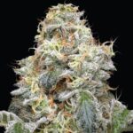 Farmer’s Daughter Feminized Seeds by Humboldt Seed Company