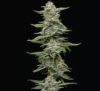 Garlic Budder Feminized Seeds by Humboldt Seed Company