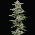 Garlic Budder Feminized Seeds by Humboldt Seed Company
