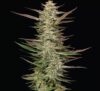Gazzurple Feminized Seeds by Humboldt Seed Company