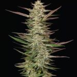Gazzurple Feminized Seeds by Humboldt Seed Company