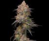Granny Candy Feminized Seeds by Humboldt Seed Company