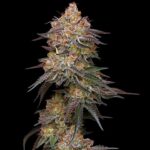 Granny Candy Feminized Seeds by Humboldt Seed Company