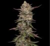 Guzzlerz Feminized Seeds by Humboldt Seed Company