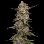 Guzzlerz Feminized Seeds by Humboldt Seed Company