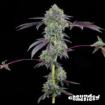 Blucci OG Feminized Seeds by Grounded Genetics