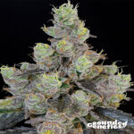 Blue Chiesel Feminized Seeds by Grounded Genetics