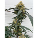 HOG Passion Regular Seeds by Terphogz