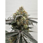 Pi’nana Passion Regular Seeds by Terphogz