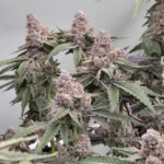 Cheetah Rita Feminized Seeds by Umami Seed Company