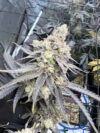Juice Pack Feminized Seeds by Umami Seed Company - Image 2