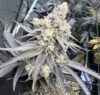 Juice Pack Feminized Seeds by Umami Seed Company