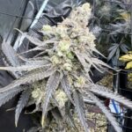 Juice Pack Feminized Seeds by Umami Seed Company