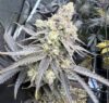 Juice Pack Feminized Seeds by Umami Seed Company