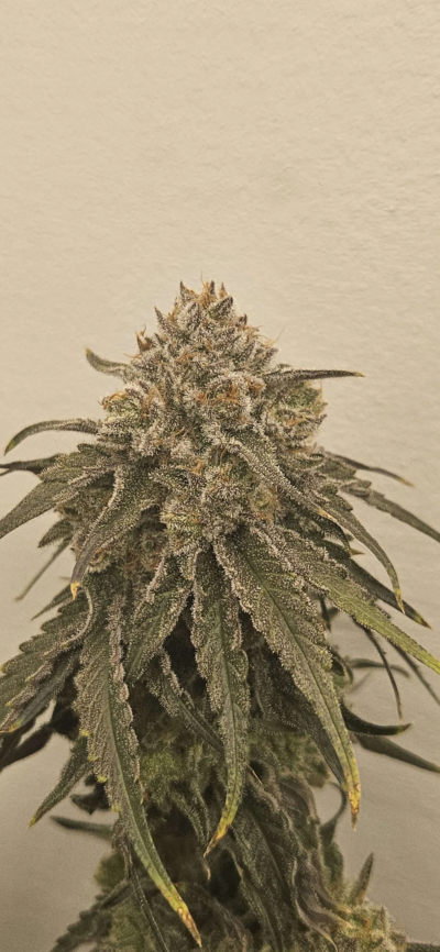 Liquid Lime Feminized Seeds by Umami Seed Company - Image 2