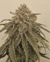 Liquid Lime Feminized Seeds by Umami Seed Company