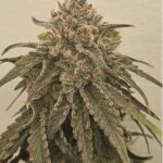Liquid Lime Feminized Seeds by Umami Seed Company